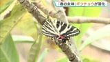 120匹のサナギから次々と… 広島・三次市で「ギフチョウ」が羽化　クリーム色の美しい羽広げ “春の女神”が舞う|TBS NEWS DIG