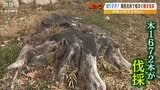 「切りすぎでは?」城跡がある公園で1600本以上の樹木を相次いで伐採...地域住民は中止を訴え 兵庫県は今後も伐採を継続兵庫|TBS NEWS DIG
