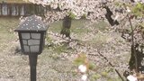 13日にかけては黄砂飛来に注意を 岩手で満開の桜散らす雨と風 |TBS NEWS DIG
