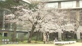 開花後初の日曜日　満開前でも広島市内は花見客で賑わう|TBS NEWS DIG