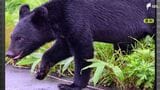 伊豆半島では絶滅したはずのクマ 100年ぶりの確認から2年 専門家「生息数が増えているのでは」=静岡 | 静岡のニュース | SBSNEWS | 静岡放送