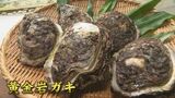 「負けとられん珠洲！」“天然岩ガキ”特別メニューを市内9施設で提供 8月20日まで　|　石川県のニュース｜MRO北陸放送