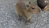 「小さくて、もふもふして好き」カピバラ赤ちゃん次々誕生　来園者の人気に＝静岡・東伊豆町|TBS NEWS DIG