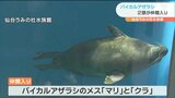 世界で唯一淡水に生息「バイカルアザラシ」2頭仲間入り 仙台|TBS NEWS DIG