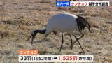 タンチョウの生息数など、北海道内で一斉調査…昨年度は最多の1525羽を確認、鳥インフルエンザに警戒 | 北海道のニュース|HBC北海道放送
