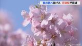 咲き誇るピンク色の花で「春の景色」に 早咲きの河津桜が例年より早く見頃に 岐阜・神戸町 | 名古屋・愛知・岐阜・三重のニュース【CBC news】 | CBC web