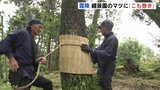 霜降 晩秋の風物詩「松のこも巻き」 ただ 今週も夏日予想 広島・縮景園 |TBS NEWS DIG