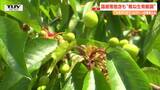 「さくらんぼ」霜被害懸念も“概ね生育順調” 「やまがた紅王」は20トン収穫見込み | 山形のニュース│TUYテレビユー山形