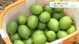 さわやかな香りで暑い季節にぴったり!グリーンレモンの収穫始まる 高知・香南市 | 高知のニュース・天気|KUTV NEWS | KUTVテレビ高知