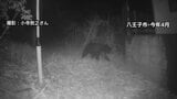 東京都がツキノワグマの狩猟解禁へ 来年度から 解禁は約20年ぶり クマ検知AIなど民間技術活用などクマ対策に注力 議会答弁で表明|TBS NEWS DIG