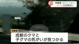 「クマが死んでいる」高速道路上にクマ3頭の死骸 相次ぐクマの目撃や痕跡 警察や自治体が注意・警戒呼びかけ 富山 | 富山のニュース|天気・防災|チューリップテレビ