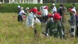 「歴史や農業への理解を・・・」 小学生が古代米稲刈り 愛媛・鬼北町|TBS NEWS DIG