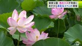 猿賀公園のハスの花が見頃「初めて直接見てハスの花がこんなに大きいと実感した」　青森県平川市　|　青森のニュース│ATV NEWS│青森テレビ