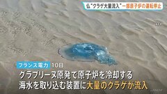 フランスの原発が“クラゲの大量発生”で一部運転停止　地球温暖化で去年も運転停止に…| TBS CROSS DIG with Bloomberg