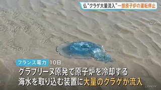 フランスの原発が“クラゲの大量発生”で一部運転停止　地球温暖化で去年も運転停止に…| TBS CROSS DIG with Bloomberg