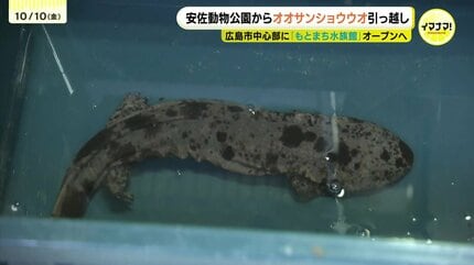 まちなか水族館”のシンボルなるか？ オオサンショウウオが安佐動物公園