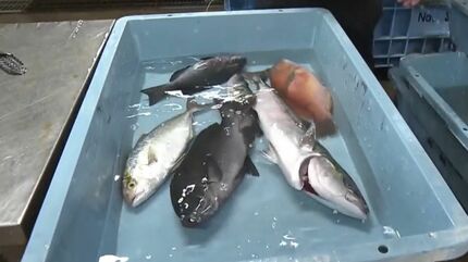 テンス・シオ・ワラサ…聞きなれない「謎の魚」が毎月届く 累計販売2万