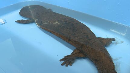 生きた化石、オオサンショウウオを保護 体長87センチで目立った傷なし
