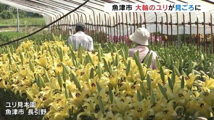 大輪のユリの花見ごろ 魚津市長引野ユリ見本園 富山・魚津市 | 富山の