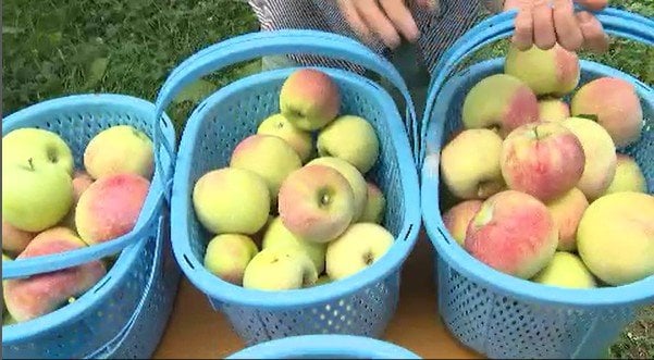 「落ちちゃうと出荷できないから」台風15号の接近に備え…リンゴ農家は早生種の「シナノリップ」の収穫に追われる　長野　|　SBC NEWS | 長野のニュース | SBC信越放送