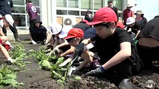 「シロバナタンポポ」江戸時代から200年以上育てられてきた希少な花を未来へ　クローン技術を活用して栽培の苗を植え付け|TBS NEWS DIG