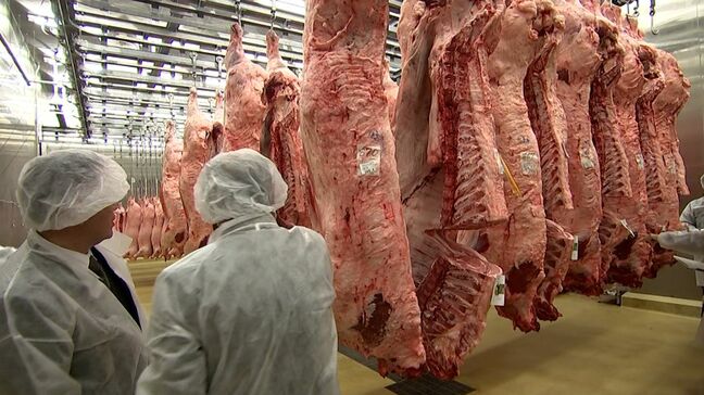 牛肉や豚肉の出来を競う「枝肉共進会」　最優秀賞に20点【岡山】|TBS NEWS DIG