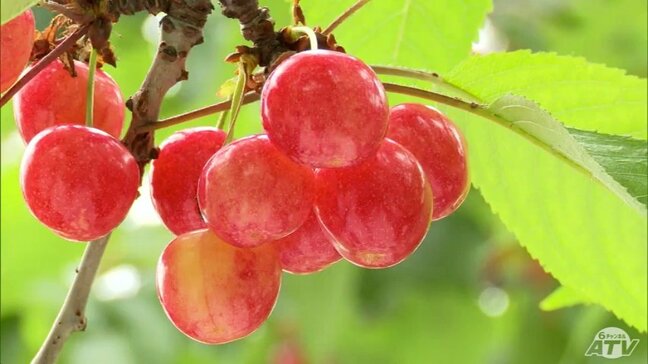 “サクランボの王様”「佐藤錦」の収穫はじまる 糖度は20度以上で上々の仕上がり 青森県南部町|TBS NEWS DIG