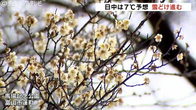 ウメがきれいな花咲かす　日中７℃予想で雪どけ進む　午後は雨か雪、時々曇りの予報　富山|TBS NEWS DIG