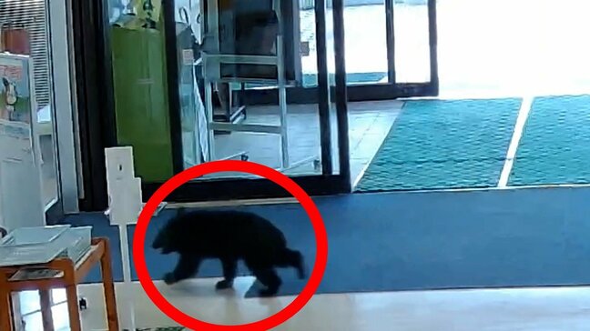 【動画あり】西目屋村役場に「クマ」侵入　一部始終を防犯カメラが捉える　正面玄関の自動ドアから侵入か　青森県|TBS NEWS DIG