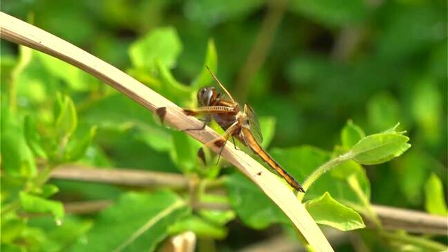 絶滅危惧種ベッコウトンボが春風に舞う　鹿児島・藺牟田池|TBS NEWS DIG