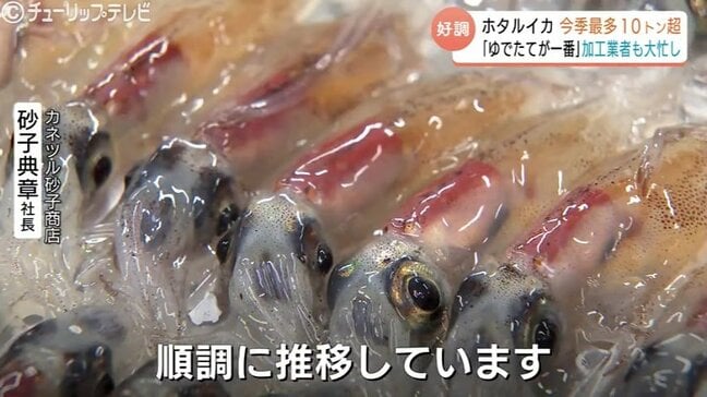 ホタルイカ漁 連日の “今シーズン最多” 1日に10トン超の水揚げ…加工現場は休みなしでフル稼働！|TBS NEWS DIG