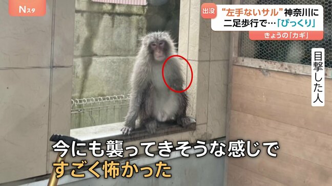 「今にも襲ってきそうな感じ」“左手のないサル”が相模原市に出没！ 二足歩行で住宅街を走り去る|TBS NEWS DIG