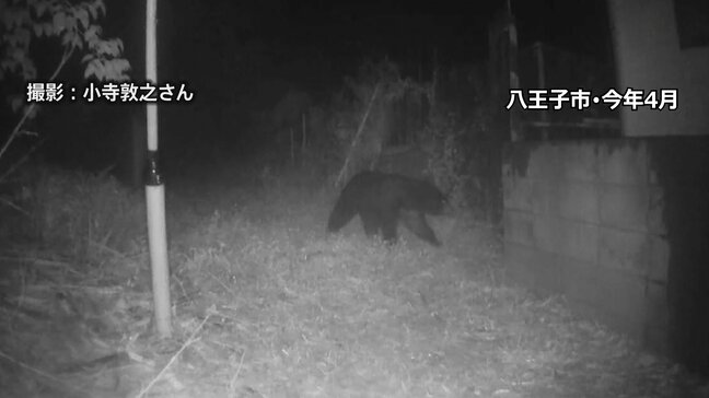 東京都がツキノワグマの狩猟解禁へ 来年度から　解禁は約20年ぶり　クマ検知AIなど民間技術活用などクマ対策に注力　議会答弁で表明|TBS NEWS DIG