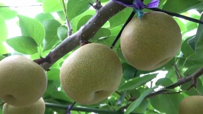 去年は梨1トンを廃棄… コメや梨が“高温障害”でピンチ!? 稲は枯れかけ…梨も収穫に不安【大石邦彦が聞く】|TBS NEWS DIG