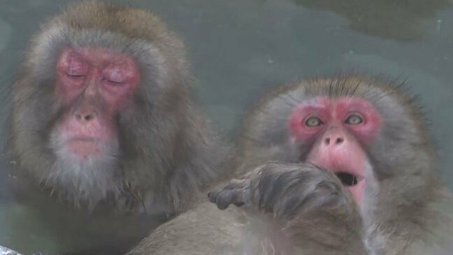 サルもゆったりのんびり“いい湯だな”冬の風物詩「サル山温泉」始まる　北海道・函館市熱帯植物園|TBS NEWS DIG