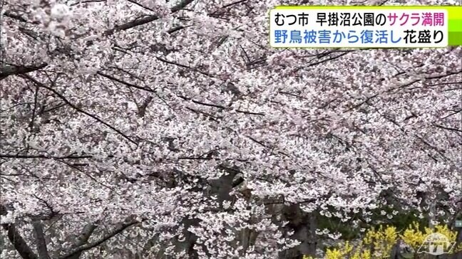 下北半島からもサクラ満開の便り　むつ市がサクラの満開宣言！　早掛沼公園は野鳥がサクラの花芽を食べる食害から1年で復活！　春爛漫を迎える|TBS NEWS DIG