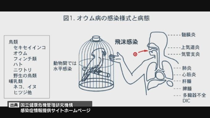 「オウム病」の疑いで30代の妊婦が死亡　鳥の糞など主な感染経路も 女性は家庭内で 鳥 飼育せず 専門家「野鳥からも感染の可能性」|TBS NEWS DIG
