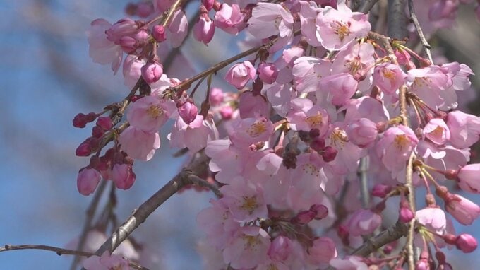 樹齢50年のイトザクラが見頃迎える　4月中旬まで　山梨・九品寺|TBS NEWS DIG