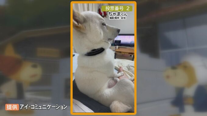 グランプリはどのワンコに?…柴犬のルーツで始まった動画コンテスト「島根県を『柴犬県』にするまで一緒に応援したい」　|　BSSニュース | BSS山陰放送