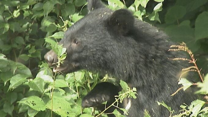 石川・能美市や加賀市でクマの目撃情報相次ぐ 2025年に入って目撃情報は196件|TBS NEWS DIG