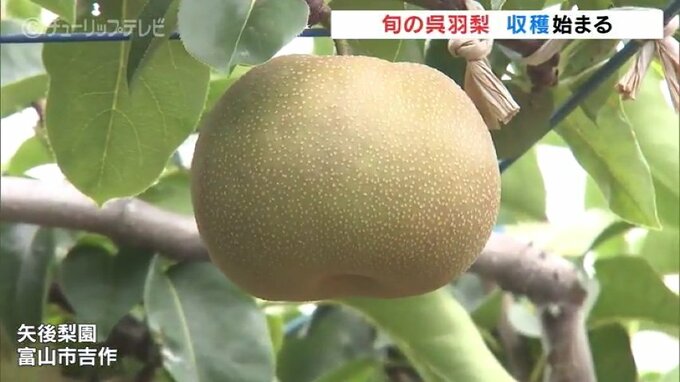 「ことしは自慢するほど…」呉羽梨 “幸水” 初出荷　富山県内おおむね曇り 湿った空気の影響受ける|TBS NEWS DIG