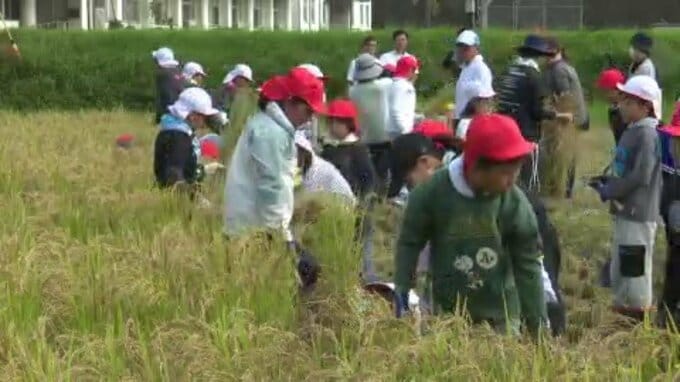 「歴史や農業への理解を・・・」 小学生が古代米稲刈り　愛媛・鬼北町|TBS NEWS DIG