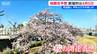 今年の桜は4月5日【開花予想日】新潟市中央区　|　新潟のニュース・天気｜BSN NEWS｜BSN新潟放送