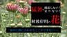 開花しない！足りない！“猛暑”の影響は秋彼岸用の花にも…　出荷数が例年の2割減　影響は当面続く見込み　|　青森のニュース│ATV NEWS│青森テレビ