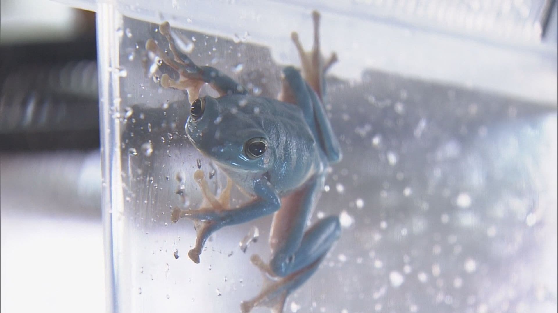 幸せを呼ぶ⁉ “青い”カエル 田んぼの近くで偶然見つけた男性が鳥羽水族館に寄贈 ｢多くの人に見てもらいたい」 三重