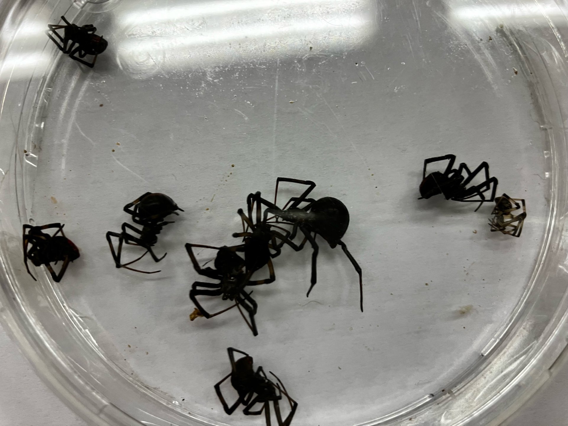 セアカゴケグモ疑いのクモ 保育園で24匹発見 これまでで最多 メスには