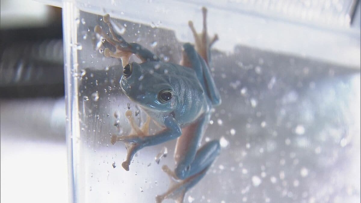 カエル水泳きょうしつ カエル水泳きょうしつ