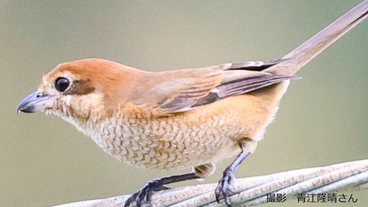 秋にキィキィキィと鳴くモズ 「百舌鳥」と書くのはなぜ?獲物を串刺しにする「早贄(はやにえ)」の目的は? | TBS NEWS DIG (7ページ)