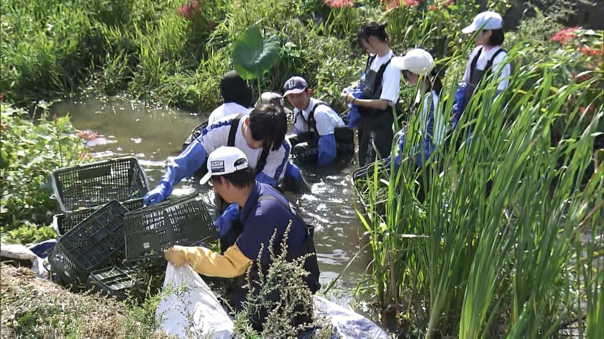 “地球上で最悪の侵略的植物” 特定外来生物の水草＝ナガエツルノゲイトウ　地元の高校生が参加して防除作業【岡山】