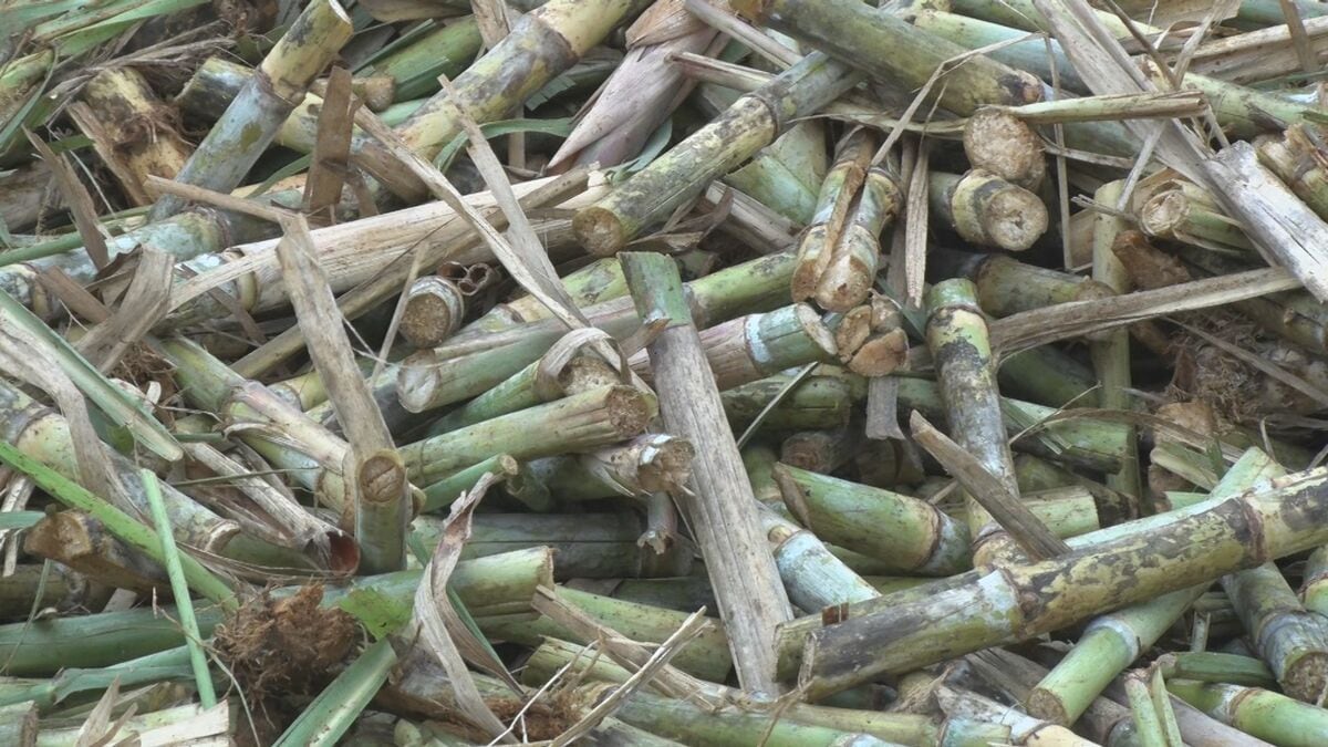 精糖シーズンが到来　宮古島で製糖操業がスタート